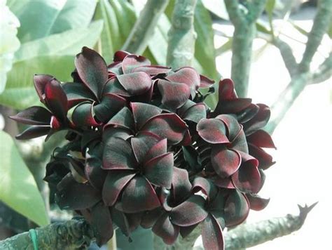 Plumerian Black Matic: A Versatile Flower for Landscaping and Decorations